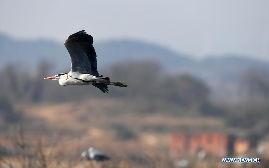 Herons fly to Daziju Village in China's Jiangxi to breed