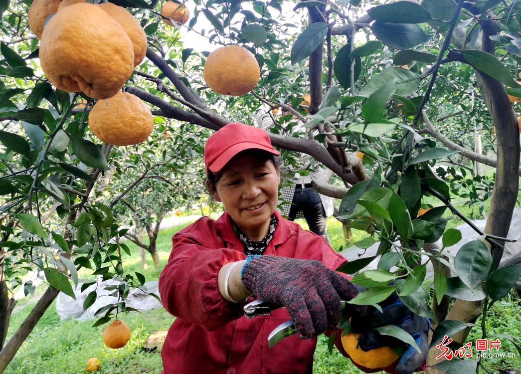 Farmers harvesting citrus fruit in SW China's Sichuan Province