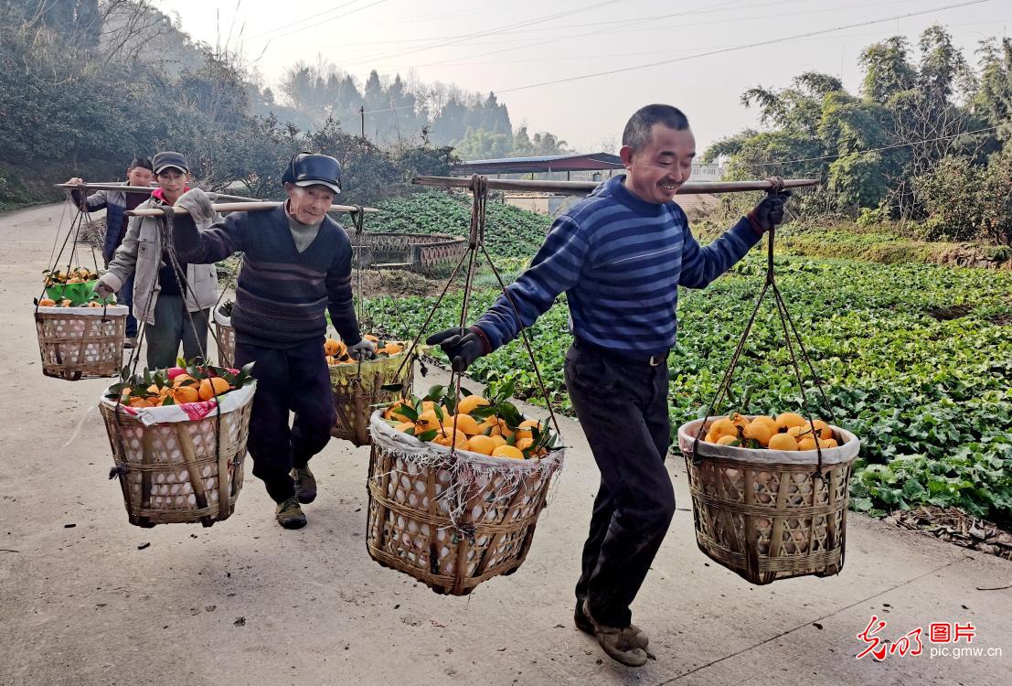 Farmers harvesting citrus fruit in SW China's Sichuan Province