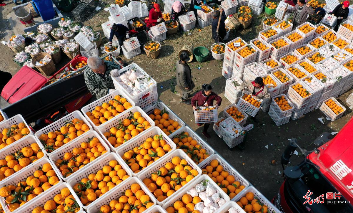 Farmers harvesting citrus fruit in SW China's Sichuan Province