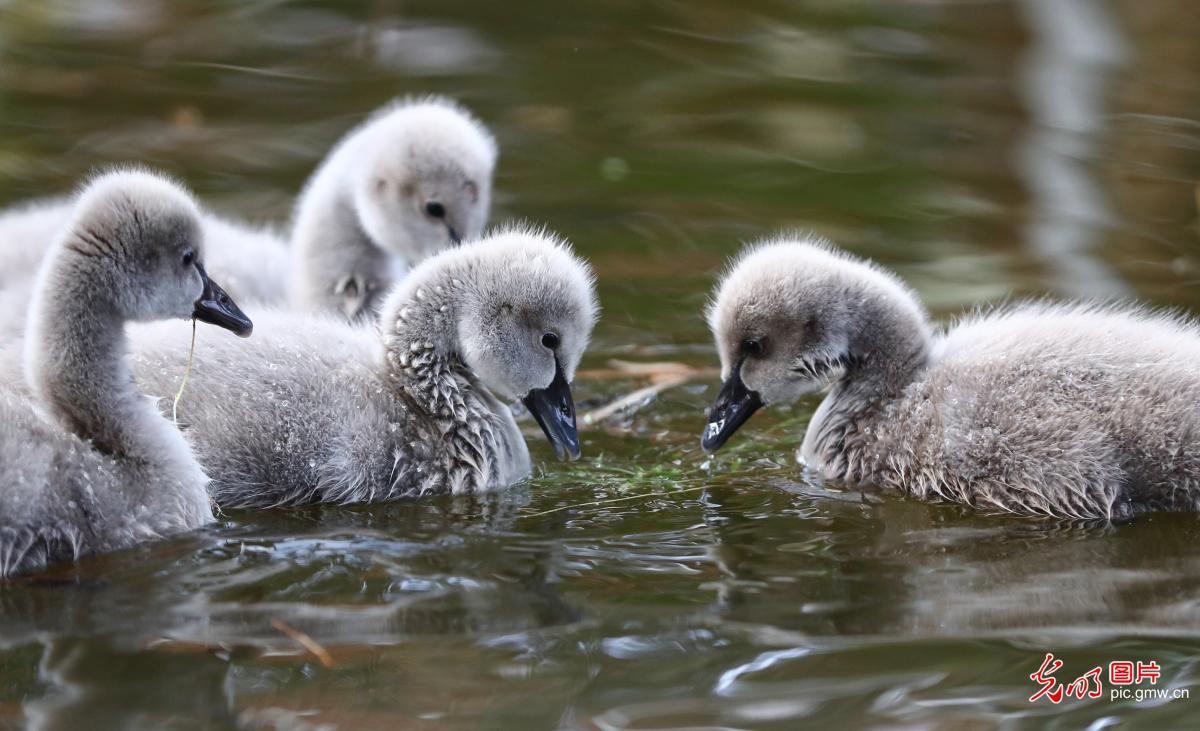 Baby swans at Red Lotus Wetland in E China's Shandong Province