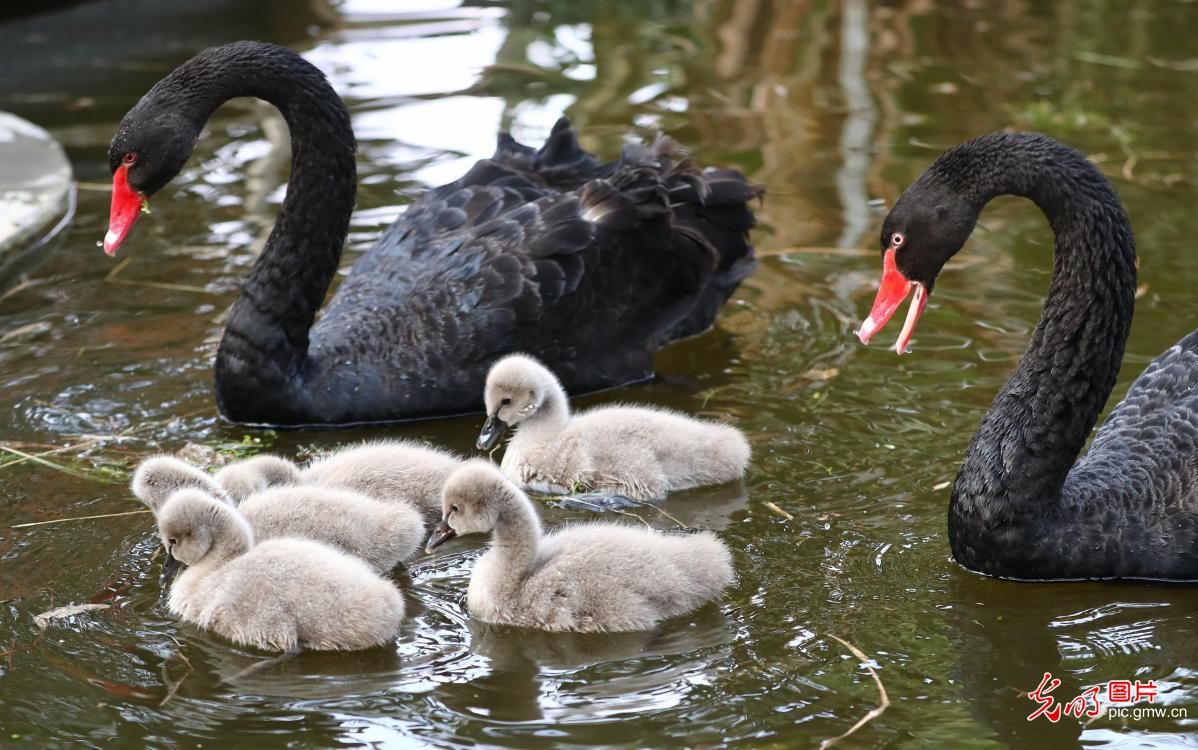 Baby swans at Red Lotus Wetland in E China's Shandong Province