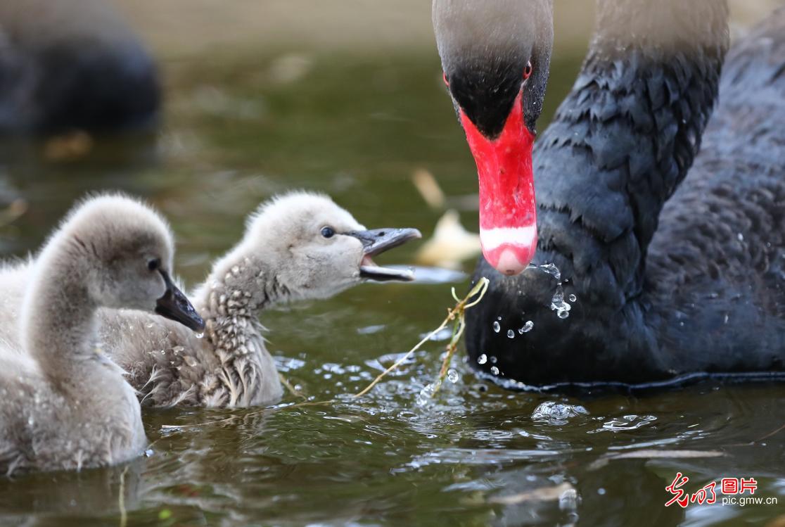 Baby swans at Red Lotus Wetland in E China's Shandong Province