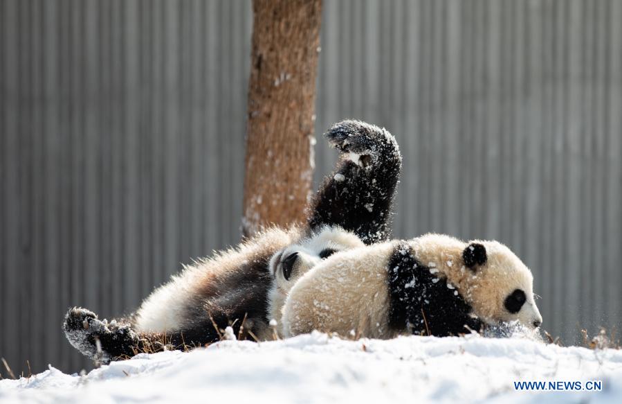 Giant pandas play in snow