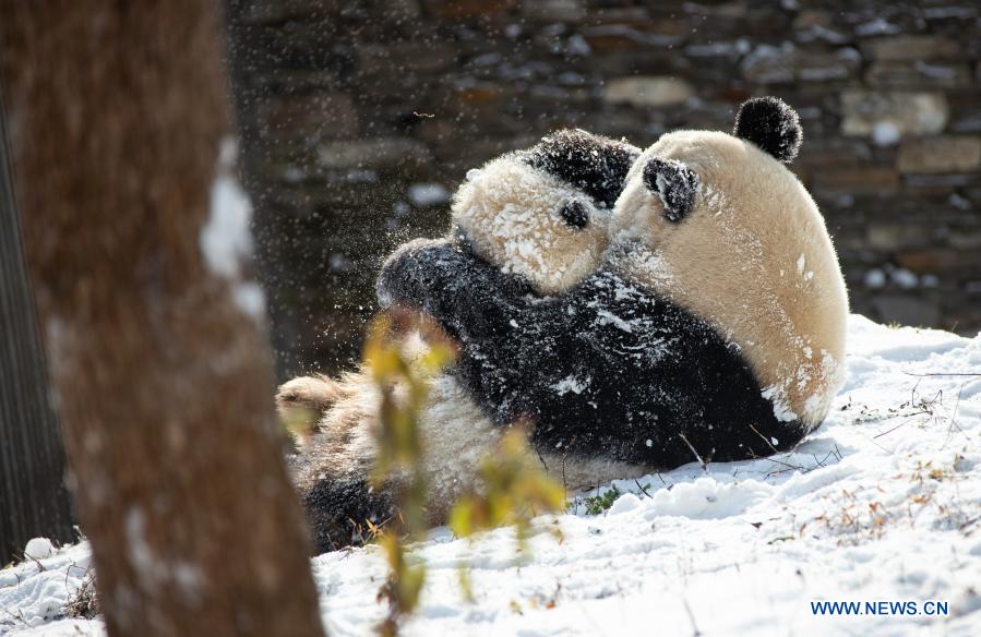 Giant pandas play in snow