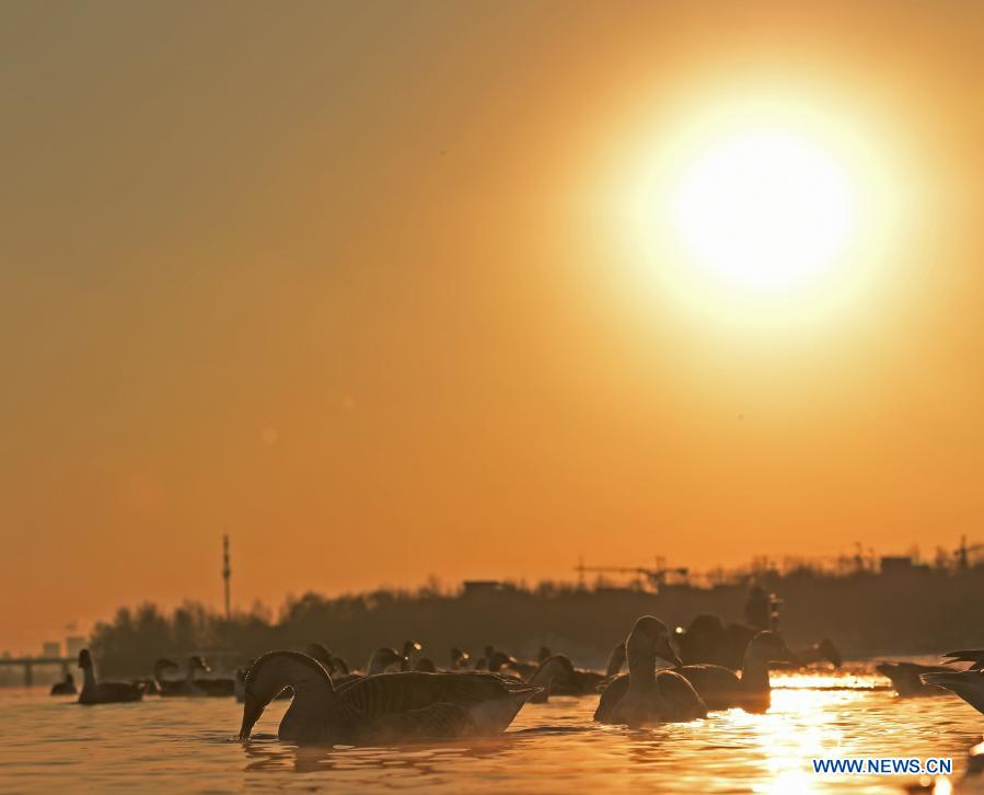 Water birds gather near islet on Hunhe River in Shenyang