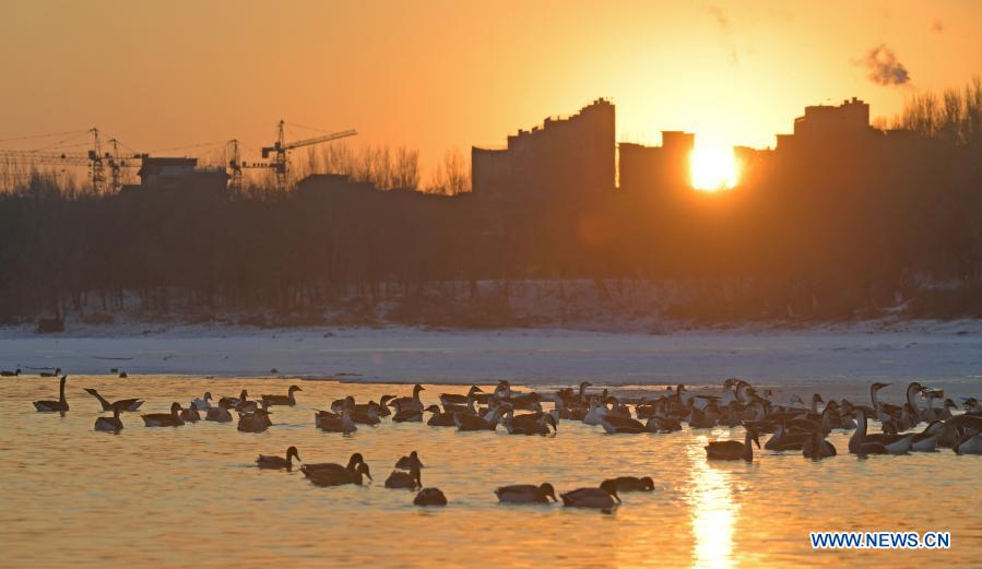 Water birds gather near islet on Hunhe River in Shenyang