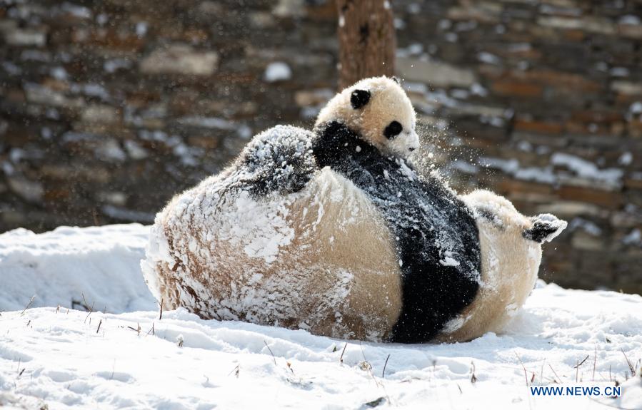 Giant pandas play in snow