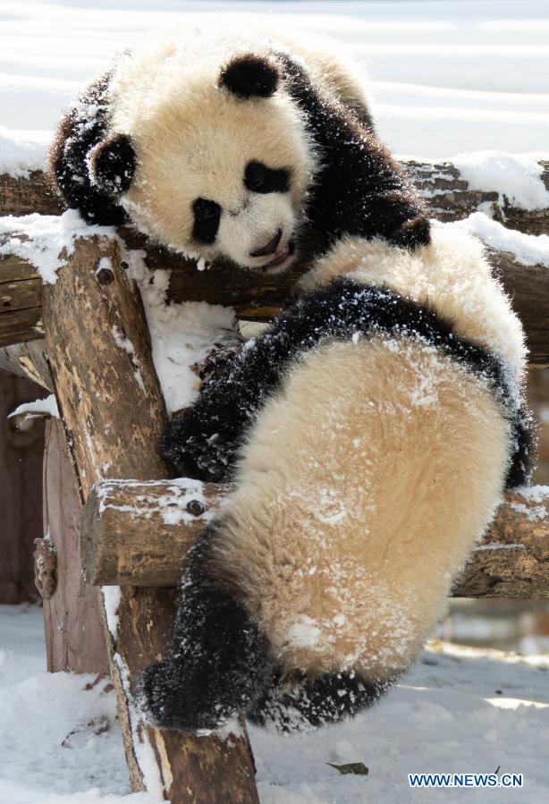 Giant pandas play in snow