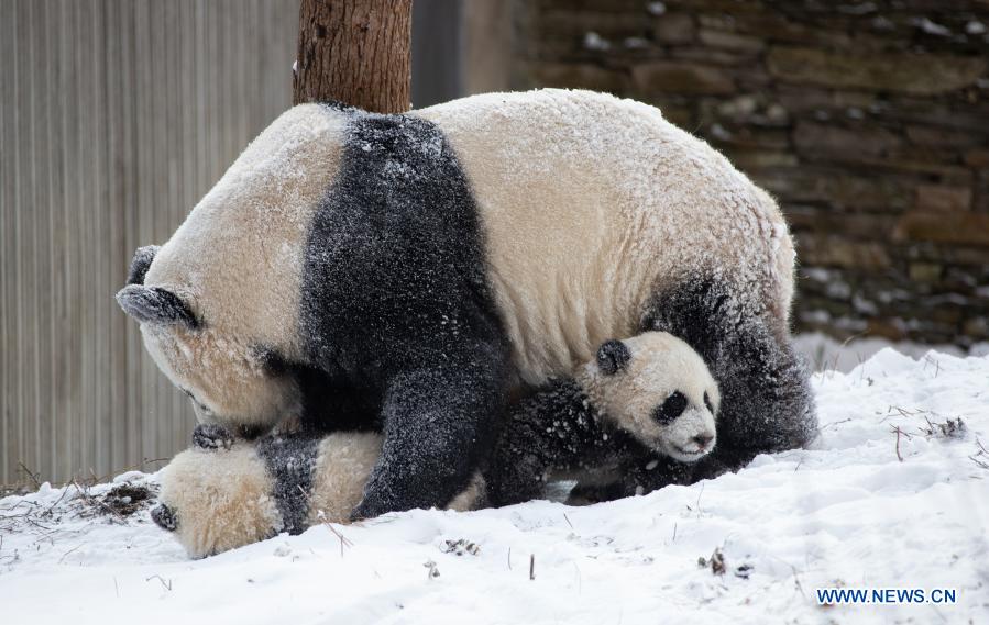 Giant pandas play in snow