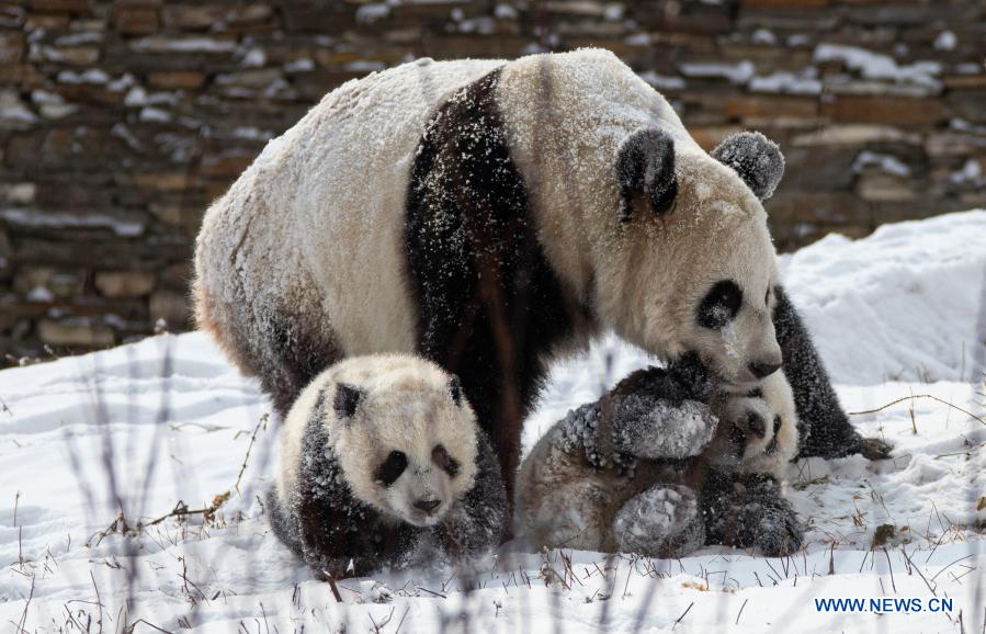 Giant pandas play in snow