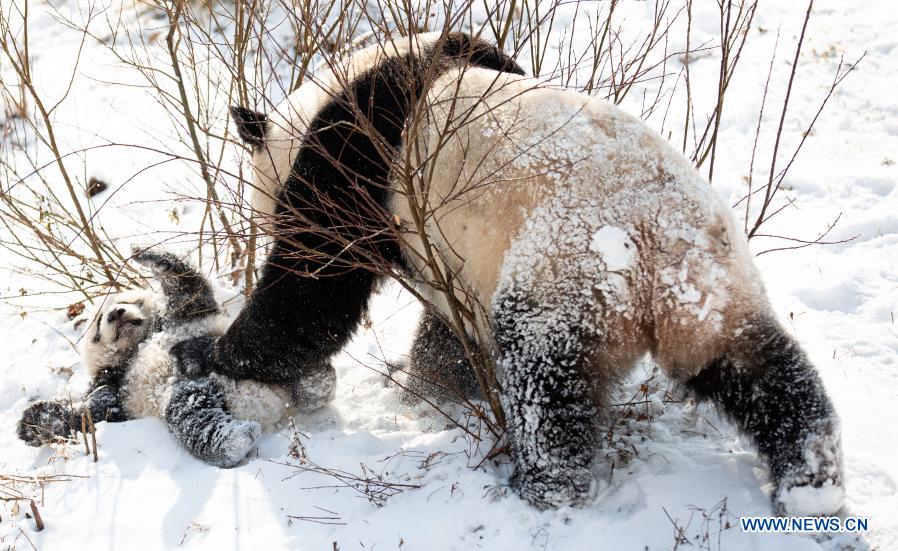 Giant pandas play in snow