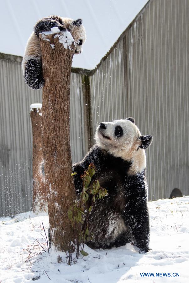 Giant pandas play in snow