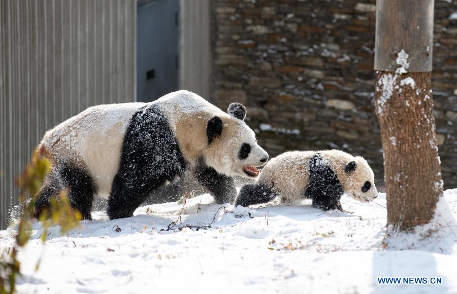 Giant pandas play in snow