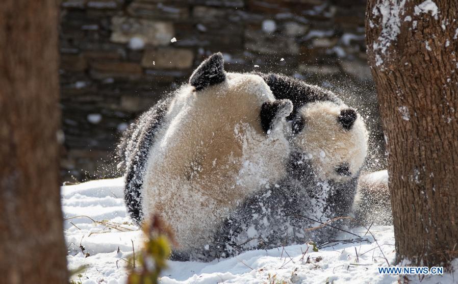 Giant pandas play in snow