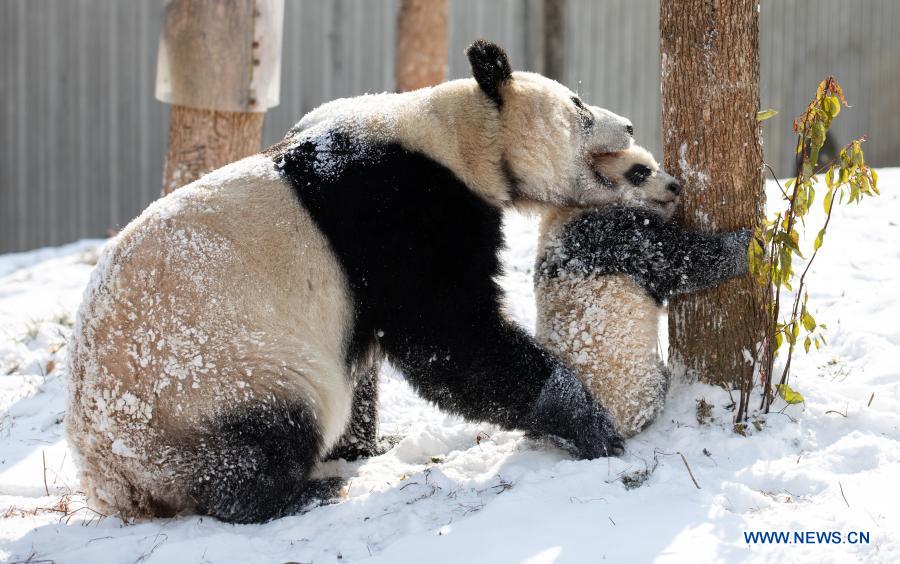 Giant pandas play in snow