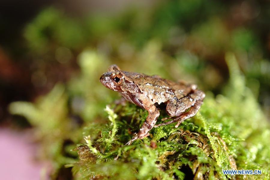 New frog species found in east China