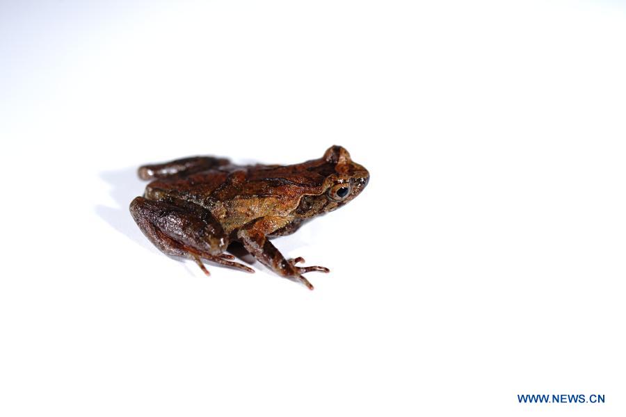 New frog species found in east China