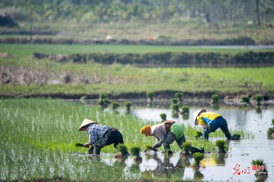 Farmers busy in rice transplanting in S China’s Hainan