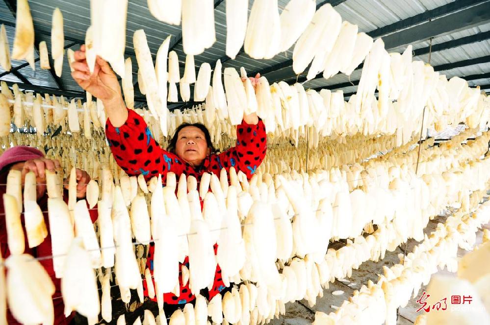 重庆云阳：赶制“风味萝卜” 投放节日市场