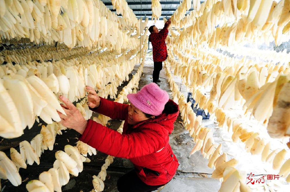 重庆云阳：赶制“风味萝卜” 投放节日市场