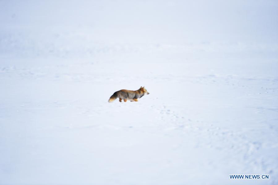 Tibetan fox pictured after snow in Jiuquan, Gansu