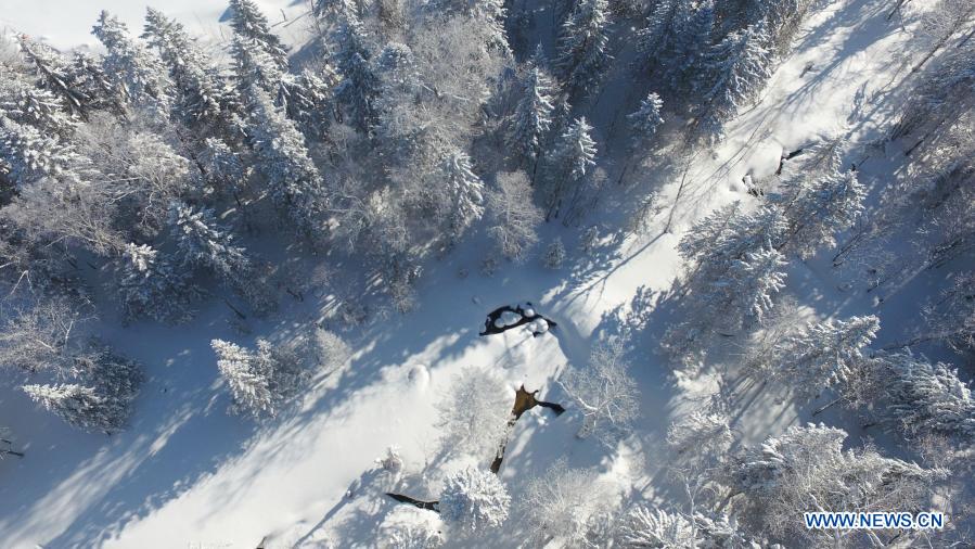 Snow scenery of Xuexiang National Forest Park in Heilongjiang