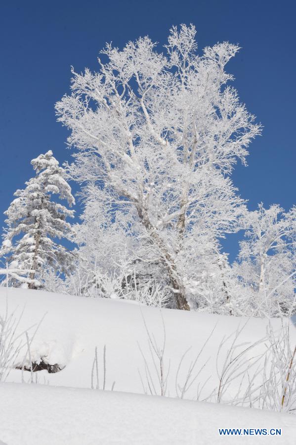 Snow scenery of Xuexiang National Forest Park in Heilongjiang