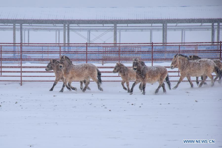 Przewalski's horses spotted in Jimsar County, Xinjiang