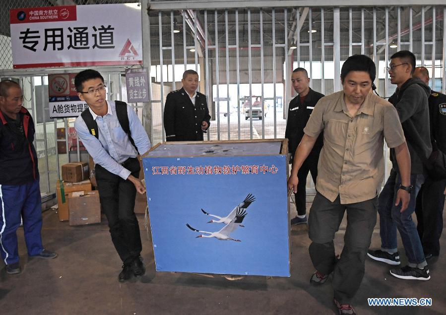 Pic story: lost white crane returned to wild with help of bird lovers