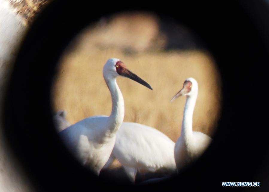 Pic story: lost white crane returned to wild with help of bird lovers