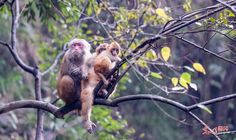 Macaques seen in Jinfo Mountain, SW China's Chongqing