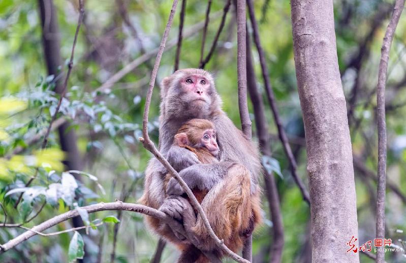 Macaques seen in Jinfo Mountain, SW China's Chongqing