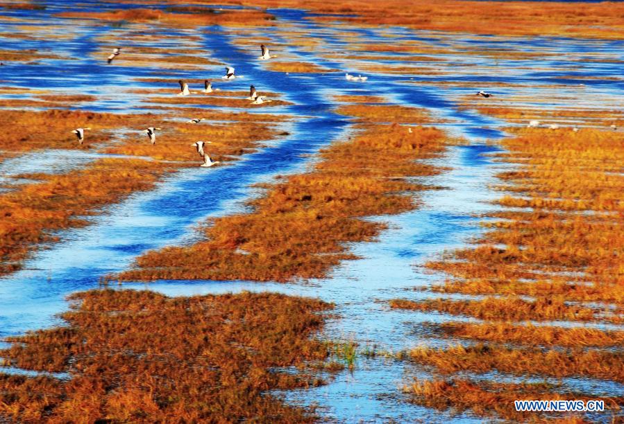 Caohai National Nature Reserve becomes major winter base for migratory birds
