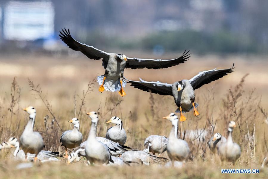 Caohai National Nature Reserve becomes major winter base for migratory birds