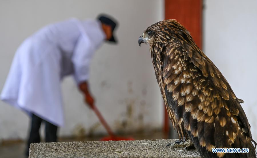 Caohai National Nature Reserve becomes major winter base for migratory birds