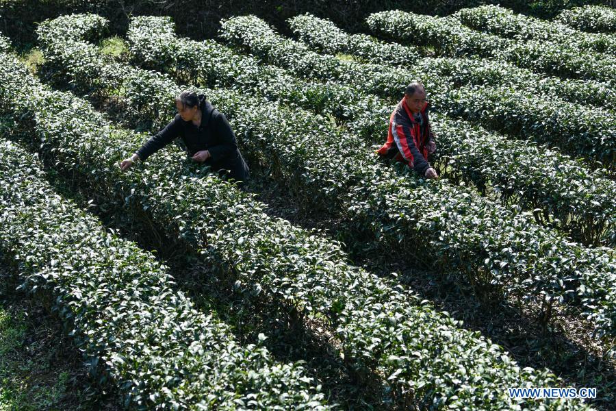 Villagers in Guizhou busy with farm work in early spring