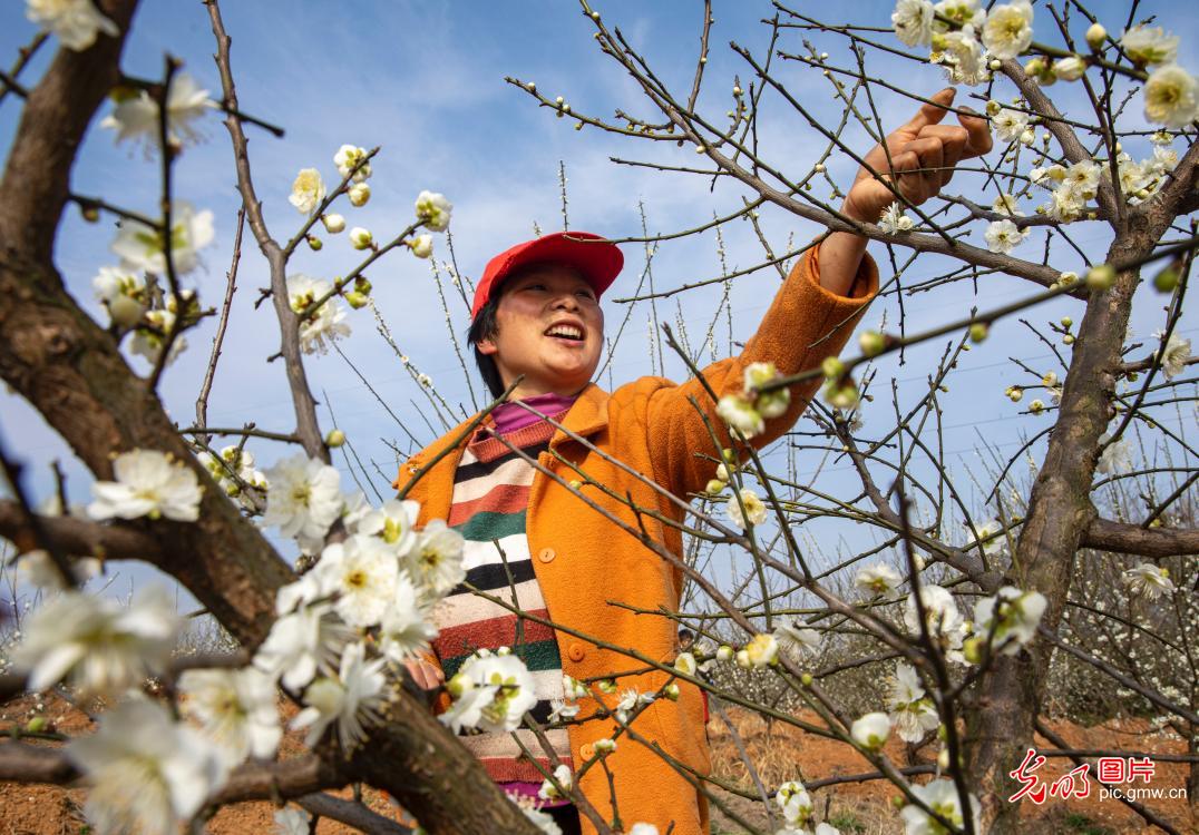 Green plum-blossoms seen in E China's Anhui