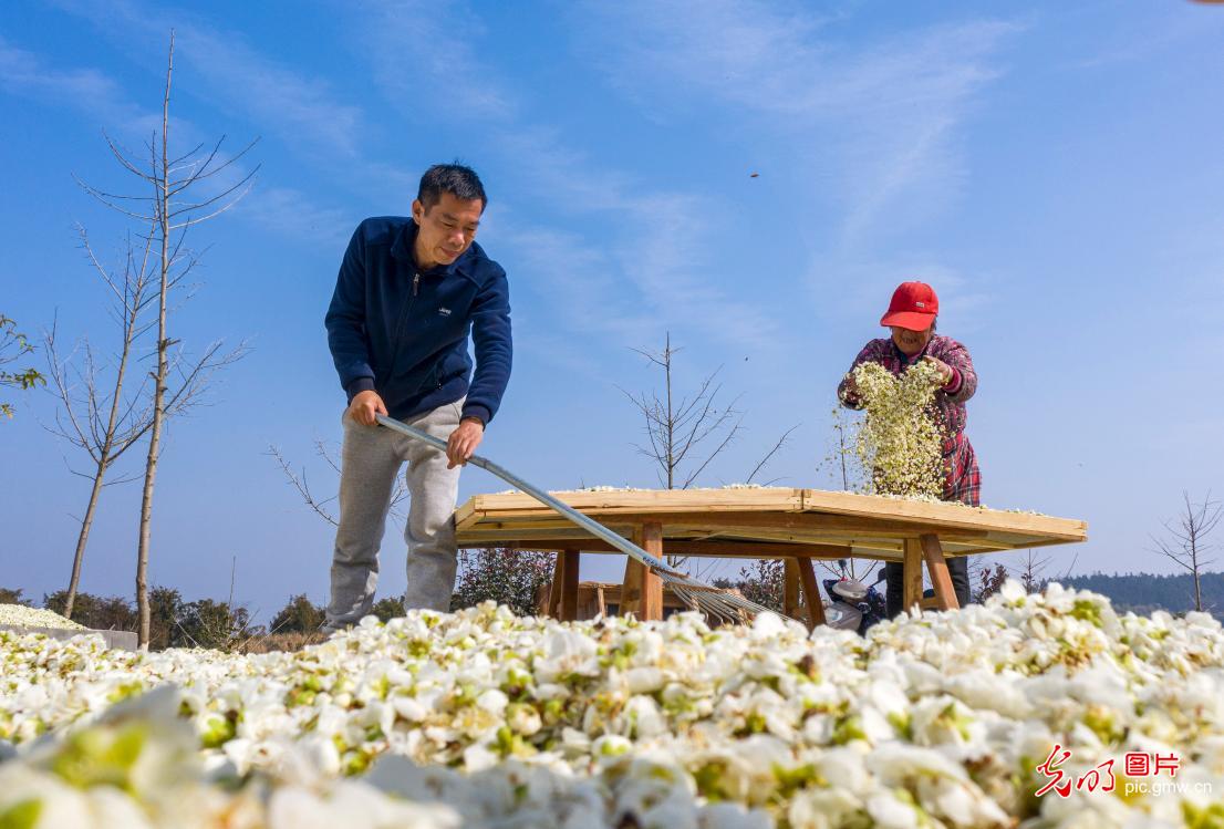 Green plum-blossoms seen in E China's Anhui