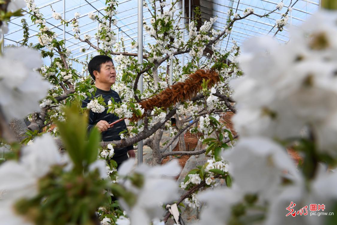 Artificial pollination carried out in E China's Shandong