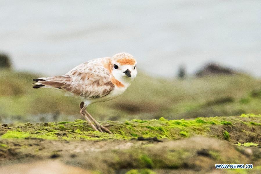 Malaysian plover seen in Singapore
