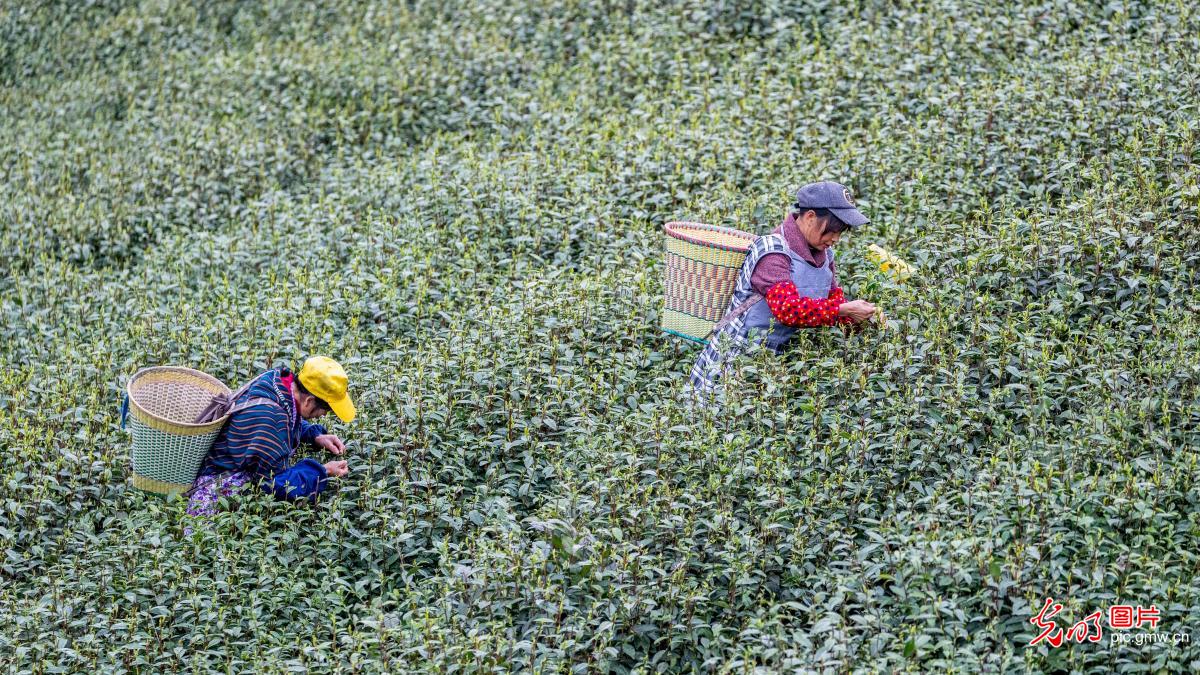 Plucking season for spring tea begins in C China's Chongqing Plucking season for spring tea begins in C China's Chongqing