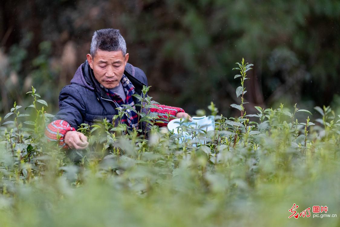 Plucking season for spring tea begins in C China's Chongqing Plucking season for spring tea begins in C China's Chongqing