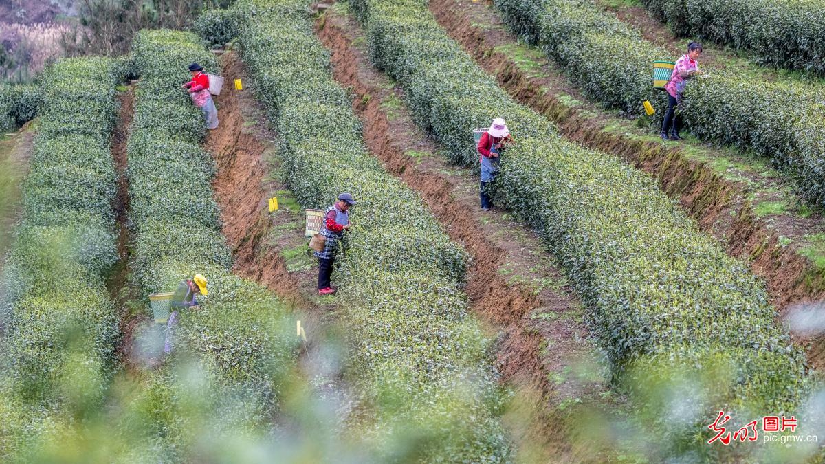 Plucking season for spring tea begins in C China's Chongqing Plucking season for spring tea begins in C China's Chongqing