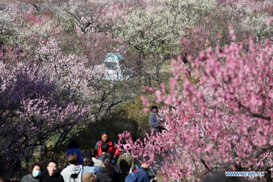 Festival featured with plum blossom kicks off in Nanjing, E China