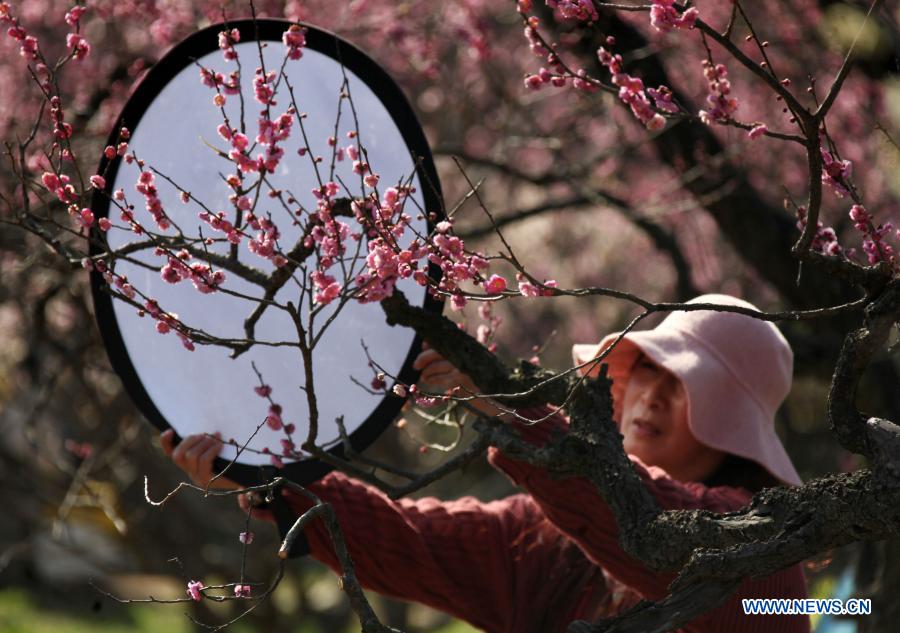Festival featured with plum blossom kicks off in Nanjing, E China