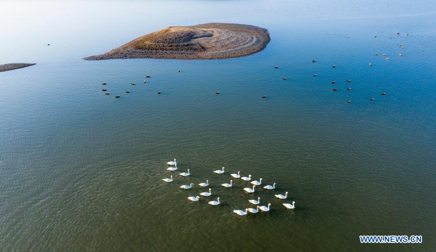 Swans swim at Poyang Lake, Jiangxi