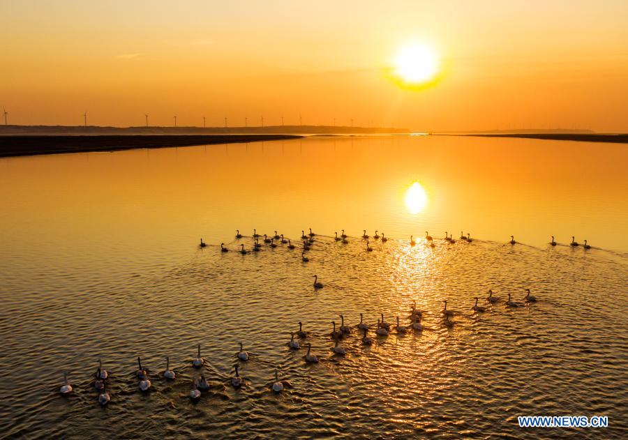 Swans swim at Poyang Lake, Jiangxi
