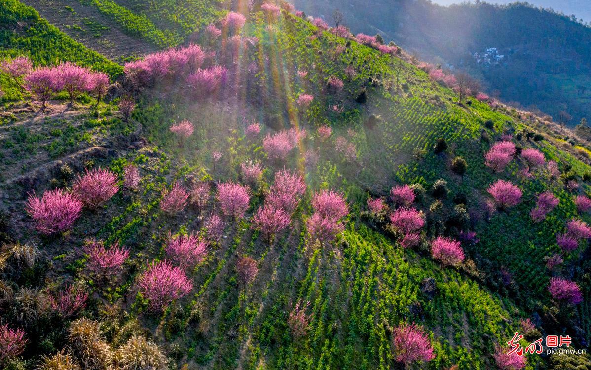 Plum-blossoms blooming in profusion in E China's Anhui