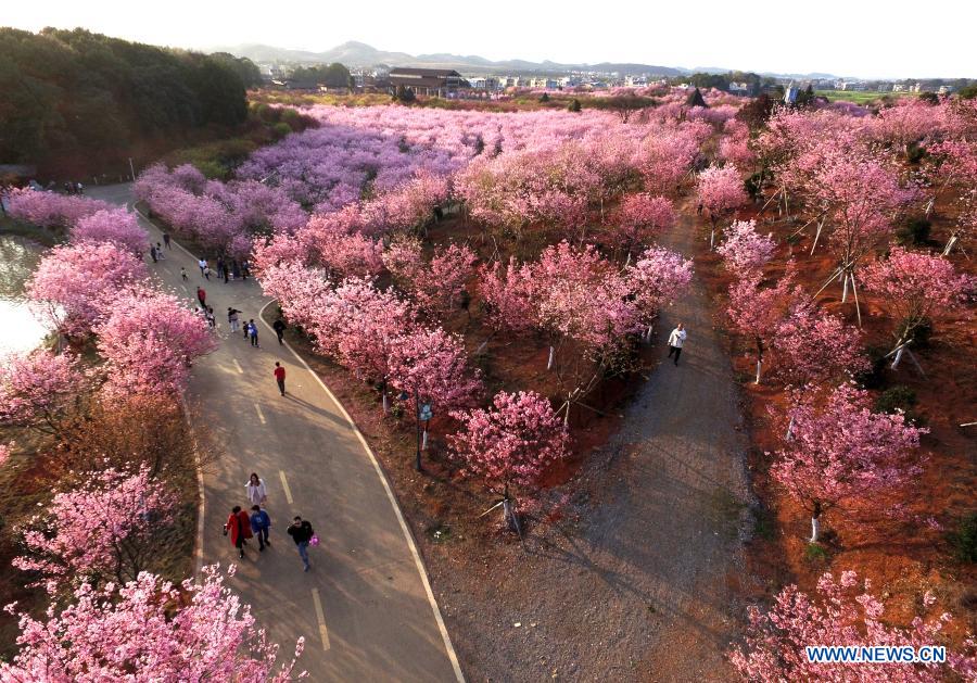 Scenery of spring flowers across China